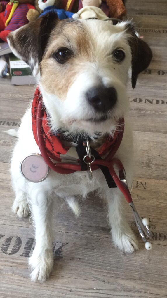 Charlie dog, a white Parson Russell Terrier with tan patch and ears, with a stethoscope around his neck